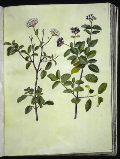 Viburnum tinus (talven lumipallo) tekijältä Hans Simon Holtzbecker