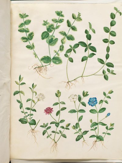 Vinca molli (pieni ikivihreä) tekijältä Hans Simon Holtzbecker
