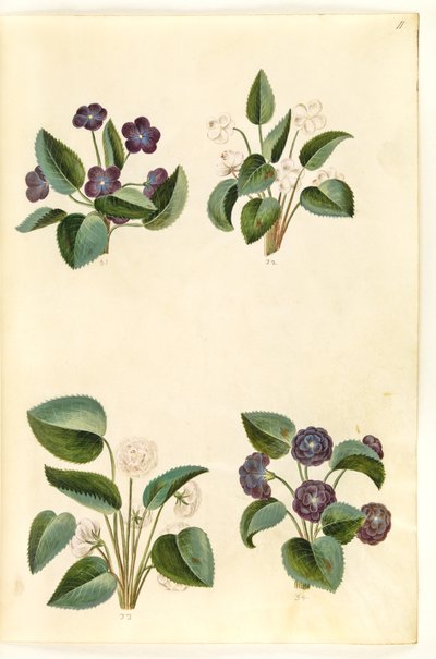 Viola odorata (marts-viul) tekijältä Hans Simon Holtzbecker