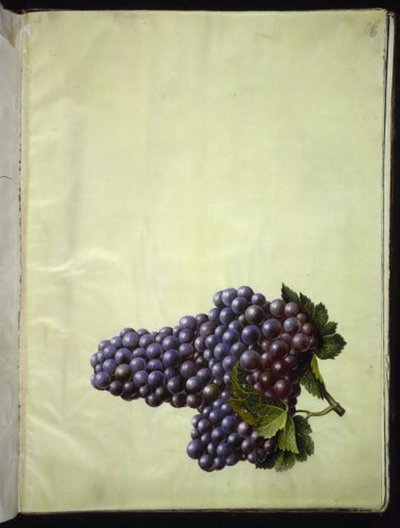 Vitis vinifera (tavallinen viini) tekijältä Hans Simon Holtzbecker