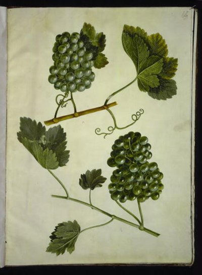 Vitis vinifera (tavallinen viini) tekijältä Hans Simon Holtzbecker