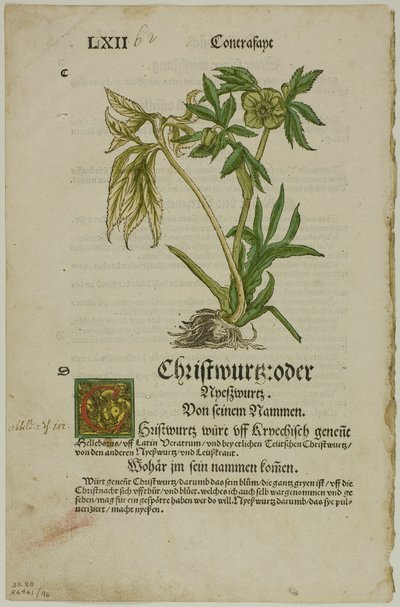 Christwurz (Hellebore) Herbariumista (Kräuterbuch), levy 96 puupiirroksista XVI vuosisadan kirjoista tekijältä Hans Weiditz, II