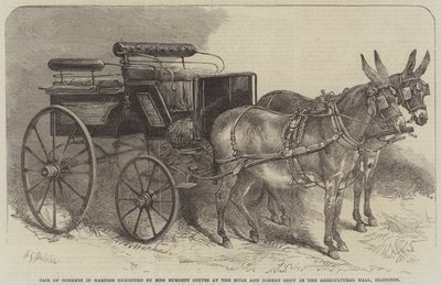 Neiti Burdett Couttsin esittelemä aasipari valjaissa Mule and Donkey Show