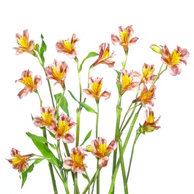 Värikäs alstroemeria-kukkakimppu tekijältä Hardik Pandya