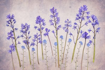 Vintage Bluebell Garden tekijältä Hardik Pandya