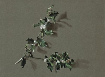 Ilex aquifolium L. Common Holly, c1870-1920. tekijältä Harold Drinkwater