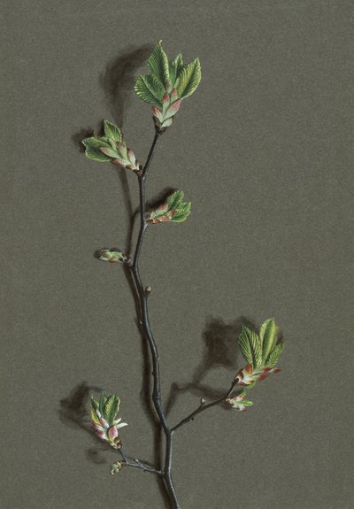 Ulmus glabra Huds Wych Elm, 1870-1920. tekijältä Harold Drinkwater