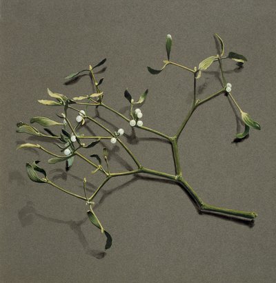 Viscum white L Misteli, c1870-1920. tekijältä Harold Drinkwater