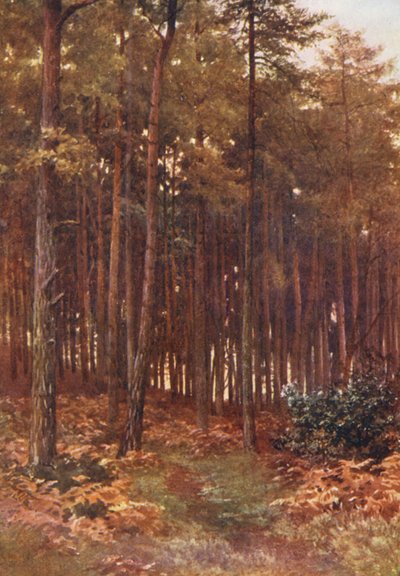 The Depths of a Fir Wood, Ripley (värilitografia) tekijältä Harold Sutton Palmer