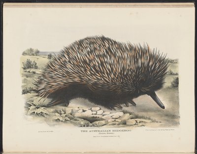 Australian nisäkkäät (Krefft) Nla.obj-33627803-15 Australian siili tekijältä Harriet Morgan