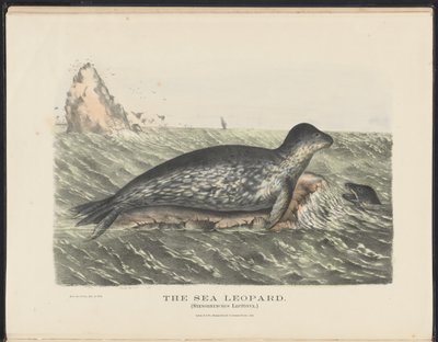 Australian nisäkkäät (Krefft) Nla.obj-33627803-5 Merileopardi tekijältä Harriet Morgan