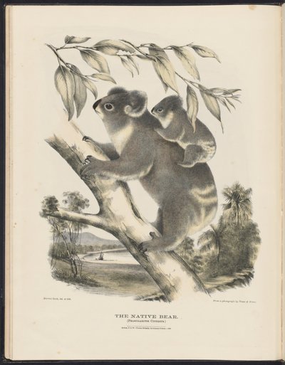 Australian nisäkkäät (Krefft) Nla.obj-33627803-7 Alkuperäinen karhu tekijältä Harriet Morgan