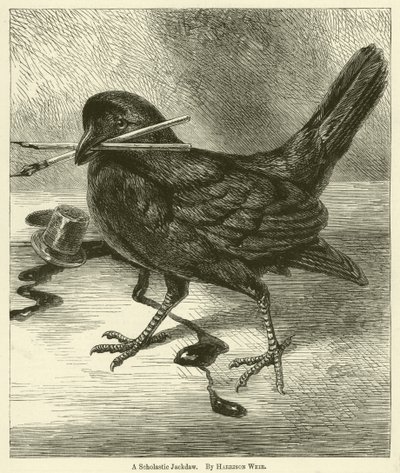 Scholastinen Jackdaw tekijältä Harrison William Weir