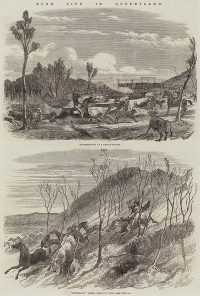 Bushin elämä Queenslandissa tekijältä Harrison William Weir