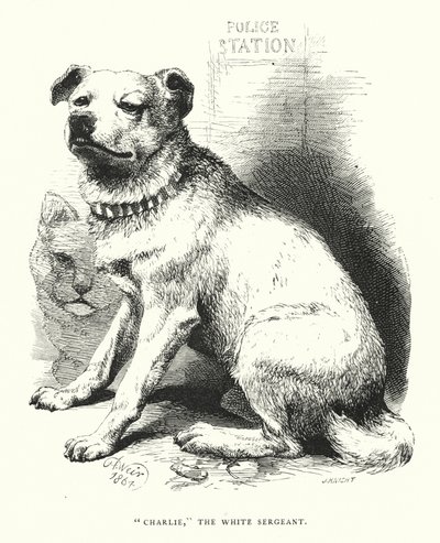 "Charlie", valkoinen kersantti (kaiverrus) tekijältä Harrison William Weir