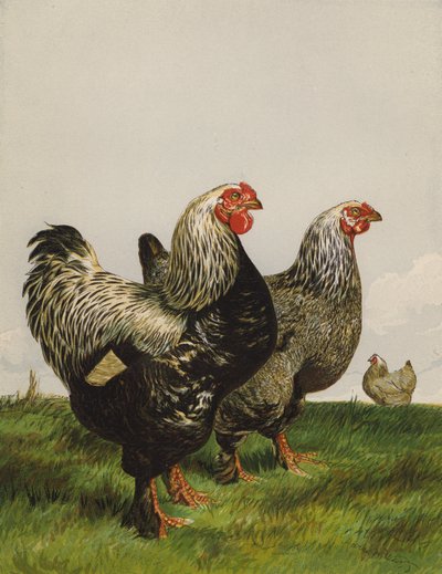 Tummat brahmat (chromolitho) tekijältä Harrison William Weir