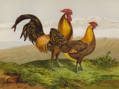 Kultakynäiset hampurilaiset (chromolitho) tekijältä Harrison William Weir