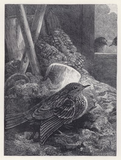 Little Robin Safely Housed (kaiverrus) tekijältä Harrison William Weir
