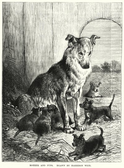 Äiti ja pennut (kaiverrus) tekijältä Harrison William Weir