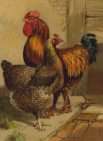 Partridge Cochins (chromolitho) tekijältä Harrison William Weir