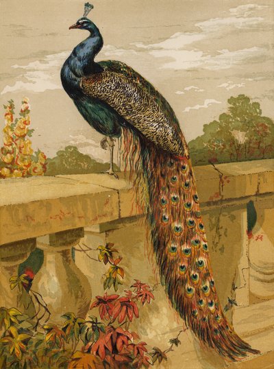 riikinkukko (chromolitho) tekijältä Harrison William Weir