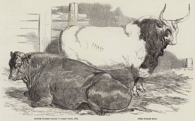 Palkintokarja Royal Agricultural Societyn näyttelyssä Windsorissa tekijältä Harrison William Weir