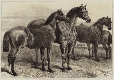Palkintohevoset hevosnäyttelyssä Agricultural Hallissa, Islingtonissa tekijältä Harrison William Weir