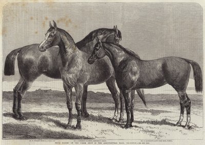 Palkintohevoset hevosnäyttelyssä Agricultural Hallissa, Islingtonissa tekijältä Harrison William Weir
