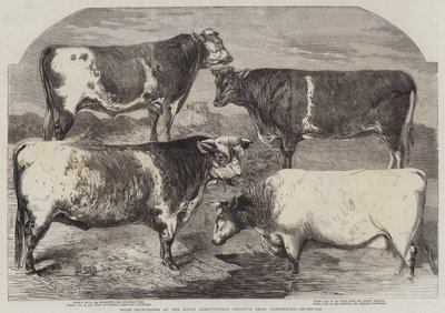 Palkinto Shorthorns Royal Agricultural Societyn näyttelyssä, Canterbury tekijältä Harrison William Weir