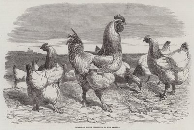 Shanghaen linnut esiteltiin hänen majesteetilleen. tekijältä Harrison William Weir