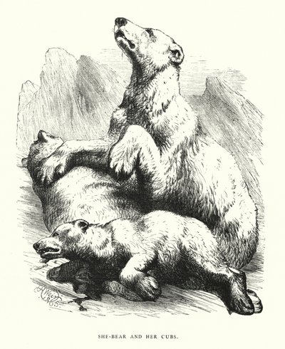 Karhu ja hänen pennut (kaiverrus) tekijältä Harrison William Weir