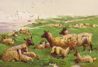 Lammas meren rannalla (värilitografia) tekijältä Harrison William Weir