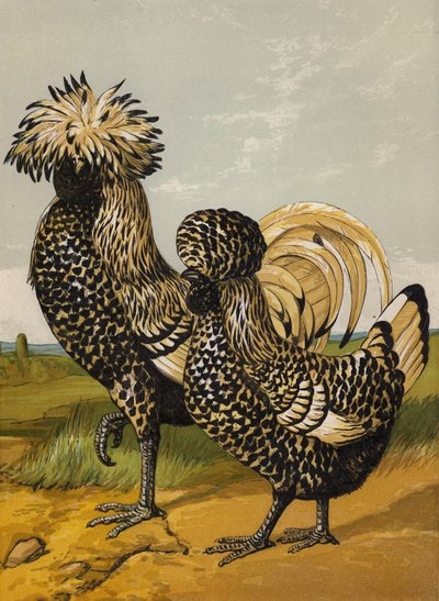 Silver Polish (chromolitho) tekijältä Harrison William Weir