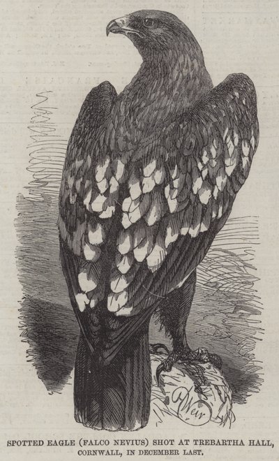 Kirkkokotka (Falco Nevius) ammuttiin Trebartha Hallissa Cornwallissa viime joulukuussa tekijältä Harrison William Weir