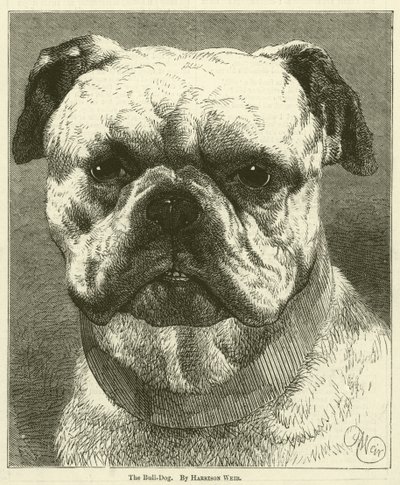 Bull-Dog tekijältä Harrison William Weir
