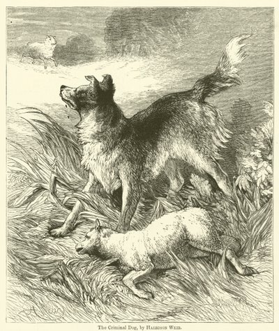 Rikollinen koira tekijältä Harrison William Weir