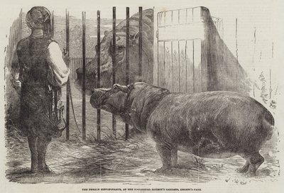 Naarasvirtahepo, Zoological Society