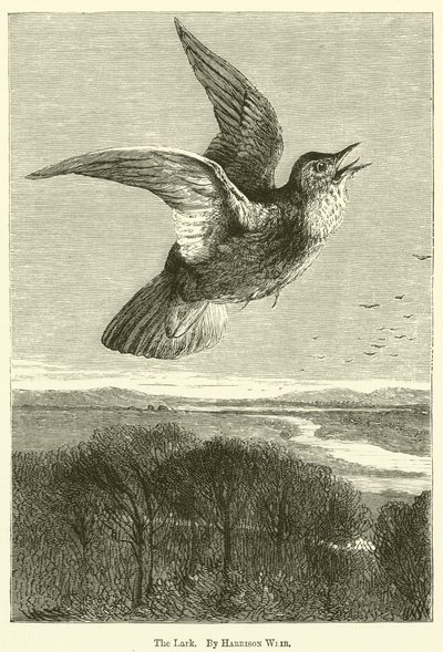 Lark tekijältä Harrison William Weir