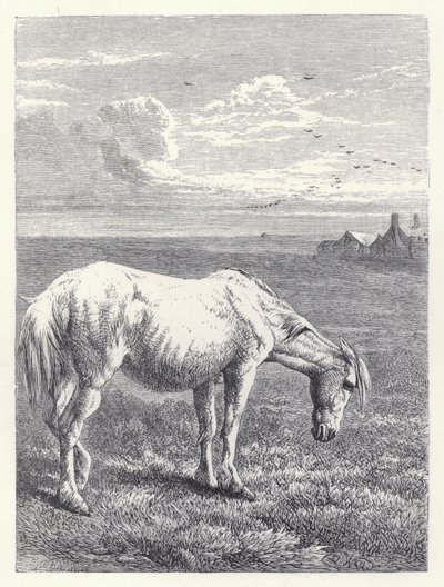 Vanha hevonen (kaiverrus) tekijältä Harrison William Weir