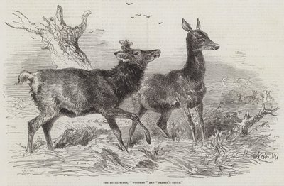 Royal Stags, Woodman ja Farmer
