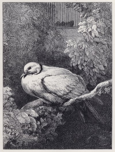 Onneton kyyhkynen (kaiverrus) tekijältä Harrison William Weir