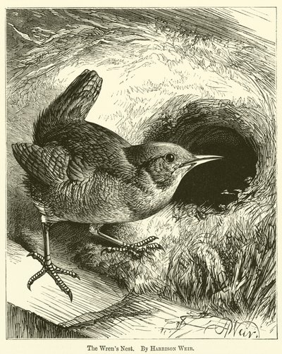 Wrens Nest tekijältä Harrison William Weir