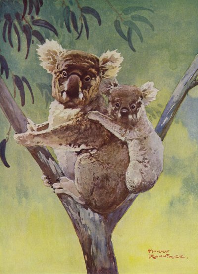 Koalakarhu ja joey eukalyptuspuussa, Australia (väri litho) tekijältä Harry Rountree