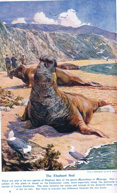 Elephant Seal, kuvitus "Wonders of Land and Sea" -julkaisusta, julkaisija Cassell, Lontoo, 1914 tekijältä Harry Hamilton Johnston