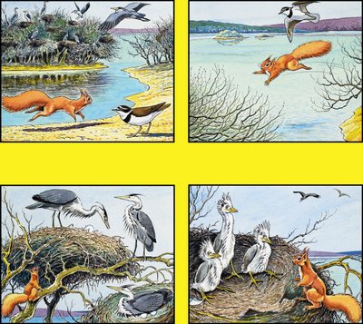 Pikku punainen orava tekijältä Harry M. Pettit