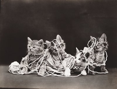 Kissat Sarja: Tangled in Yarn, n. 1914 (hopeapainatus). tekijältä Harry Whittier Frees