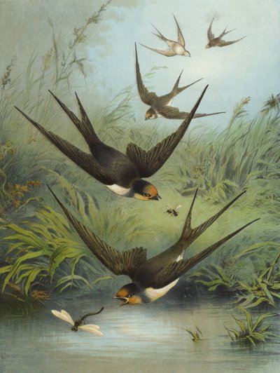 Pääskynen (chromolitho) tekijältä Hector Giacomelli