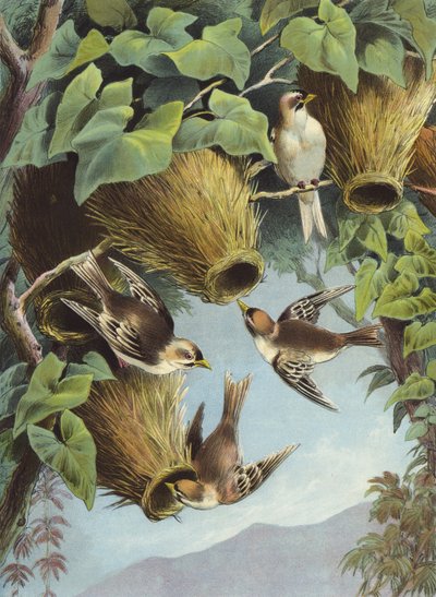Näätälintu (chromolitho) tekijältä Hector Giacomelli