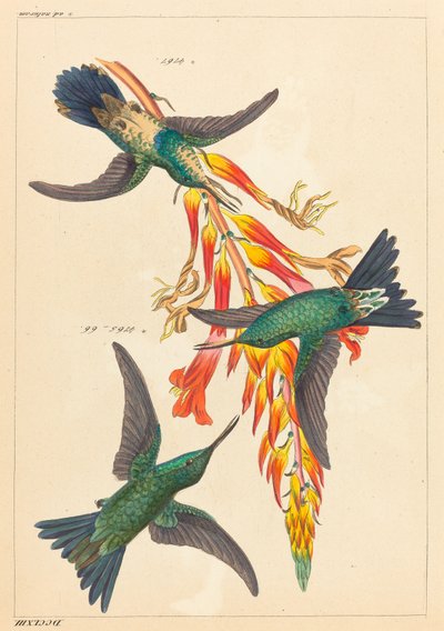 Kolme Hummingbirdiä kasvin kanssa tekijältä Heinrich Gottlieb Ludwig Reichenbach