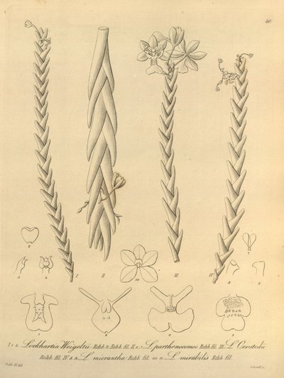 Lockhartia - Xenia vol 1 (1858) fig 40. tekijältä Heinrich Gustav Reichenbach